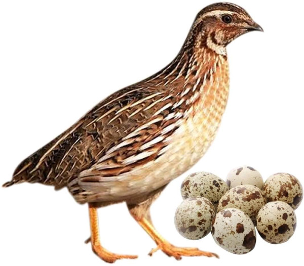 কোয়েল ডিম