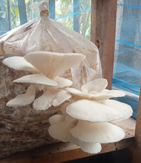 ওয়েস্টার মাশরুম( শুকনা)